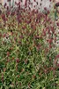 Großer Wiesenknopf, im Topf - Sanguisorba officinalis Produktbild-Vorschau 3