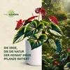 OraGarden Anthurien-Erde 3 Liter Produktbild-Vorschau 8