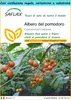 SAFLAX Set regalo - Albero del pomodoro - 50 semi - Anteprima dell’immagine prodotto 1