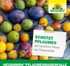 Neudorff Neudomon PflaumenmadenFalle 1 Stk. insektizidfrei Produktbild-Vorschau 6