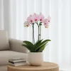 Schmetterlingsorchidee - Phalaenopsis Multiflora - Höhe Produktbild-Vorschau 4