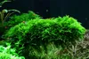 Moos Set mit 3 Tropica in Vitro Pflanzen Produktbild-Vorschau 3