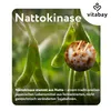 Vitabay Nattokinase 2.000 FU – 180 vegane Kapseln – Produktbild-Vorschau 9