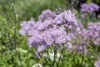 Thalictrum aquilegifolium, Akeleiblättrige Wiesenraute, ca. Produktbild-Vorschau 3