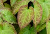 Stauden Gänge 10 x Epimedium x perralchicum 'Frohnleiten' - Produktbild-Vorschau 4