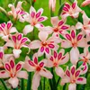 Bulbes de gladiole - 50 bulbes de fleurs - Mélange "Nanus" Voir les images du produit 2