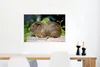 MuchoWow® Poster Meerschweinchen-Porträt 60x40 cm - Produktbild-Vorschau 5