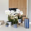 Sada rostlin Phalaenopsis orchidej Amabilis bílá & Náhled obrázku produktu 3