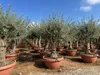Sunny Tree - Olea Europea - Olivier résistant à l'hiver - Voir les images du produit 2