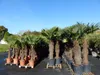 XXXXL 260 - 300 cm Trachycarpus fortunei 120 cm Stamm Produktbild-Vorschau 4