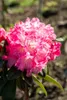 Rhododendron yakushimanum 'Morgenrot', rosa Blüten, 30–40 Produktbild-Vorschau 4