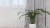 A potted plant is placed in front of a window with sheer and opaque curtains. Produktbild-Vorschau