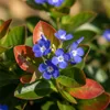Bloomique - Zestaw 6 szt. - Ceratostigma Plumbaginoides - Podgląd zdjęcia produktu 4