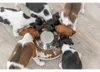 TRIXIE Junior Welpennapf, Hund, Edelstahl, Edelstahl, Produktbild-Vorschau 4