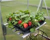 Strawberry plants with ripe strawberries and flowers are displayed on a metal shelf inside a greenhouse. Náhľad obrázku produktu