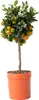 A potted citrus tree with small oranges and white flowers against a white background. Podgląd zdjęcia produktu