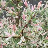 2 x  Japanische Harlekinweide - Salix integra 'Hakuro Produktbild-Vorschau 1