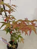 Set van 2 Japanse esdoorn 'Deshojo' – Acer palmatum, Productafbeelding-voorbeeld 5