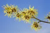 Aceite desmaquillante Weleda, con extracto de hamamelis Vista previa de la imagen del producto 9