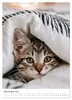 Spaß mit Katzen (Wandkalender 2027 DIN A3 hoch), CALVENDO Produktbild-Vorschau 14