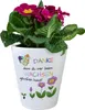 A potted plant with pink flowers in a white pot with decorative text and drawings. Produktbild-Vorschau