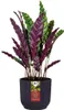 the winery collection 22cm dunkelviolett Produktbild-Vorschau 2