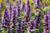 Agastache rugosa 'Black Adder', Duftnessel, violett, ca. Produktbild-Vorschau 7