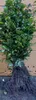 1x Rotbuche Fagus sylvatica 60-100 cm wurzelnackt Produktbild-Vorschau 1