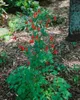 Aquilegia canadensis, Akelei, rot-gelb, ca. 9x9 cm Topf Produktbild-Vorschau 3