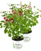 Enseleits 2er Set Johannisbeer-Salbei, Salvia microphylla, Produktbild-Vorschau 1