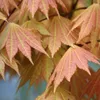 Bloomique - Acer Shirasawanum Moonrise - Klon japoński - Podgląd zdjęcia produktu 3