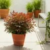 Nandina Gulfstream - Orange - Feuillage persistant - Peu Voir les images du produit 5