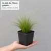 Stauden Gänge 10 x Stipa tenuissima 'Pony Tails' im 1 Liter Produktbild-Vorschau 4