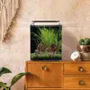 Dennerle Nano Cube Complete, 30 litres - 30 x 30 x 35 cm - Voir les images du produit 4