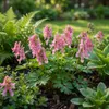 Green boutiQ - Bloembollen - Corydalis Beth Evans - Kleur Voir les images du produit 2