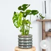 Bloomique - Monstera Deliciosa - Roślina serowa - Rośliny Podgląd zdjęcia produktu 2