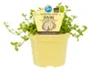 Mémoire Brahmi de qualité- Bacopa monnieri - Plante Voir les images du produit 1