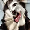 A close-up, draped fabric with a printed image of a dog's face. Produktbild-Vorschau