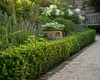 Ilex crenata Jenny 6er-Set 20–25 cm – Japanische Produktbild-Vorschau 1