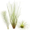 Ausgefallenes Tillandsien 3er-Set, Bromeliengewächs Produktbild-Vorschau 1