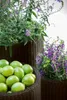 A close-up view of a woven planter filled with limes, with purple flowers in the background. Produktbild-Vorschau