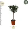 Ružový vavrín - zahradní rostlina, prumer 22cm, výška 90cm Náhled obrázku produktu 2