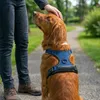 Pettorina anti-tiro per cani Belviona, pettorina a Y Anteprima dell’immagine prodotto 2