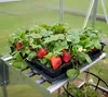 Strawberry plants in trays on a shelf inside a greenhouse. Voir les images du produit