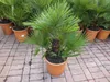 Winterharte Zwergpalme 120 cm Chamaerops humilis Eine der Produktbild-Vorschau 5
