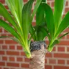 Palmlilie 1-stämmig - pflegeleichte Zimmerpflanze, Yucca Produktbild-Vorschau 6
