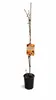 Aprikosenbaum ‘San Castrese’ 100–140 cm im Topf – Produktbild-Vorschau 4