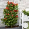 Bloomique - Lot de 2 - Campsis radicans 'Flamengo' - Voir les images du produit 1