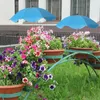 Pflanzenschirm für Pflanzen im Freien, höhenverstellbarer Produktbild-Vorschau 3