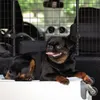 relaxdays Hundegitter Auto Universal groß Produktbild-Vorschau 3